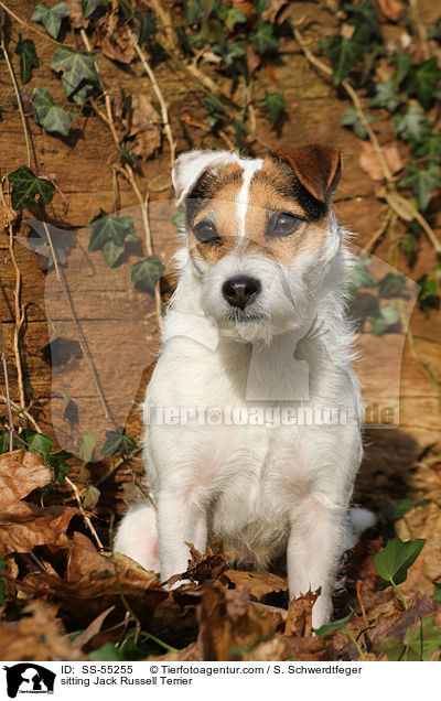 sitzender Jack Russell Terrier / sitting Jack Russell Terrier / SS-55255