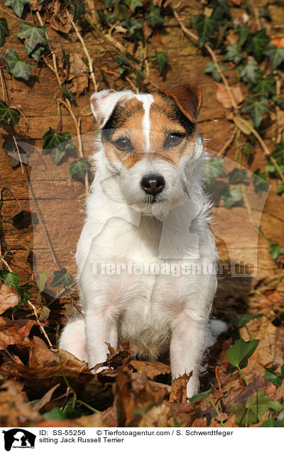 sitzender Jack Russell Terrier / sitting Jack Russell Terrier / SS-55256