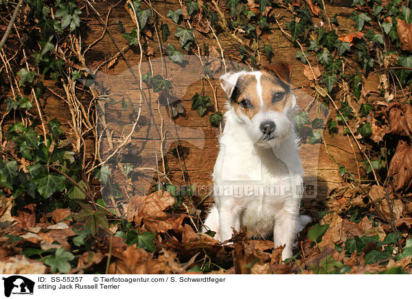 sitzender Jack Russell Terrier / sitting Jack Russell Terrier / SS-55257