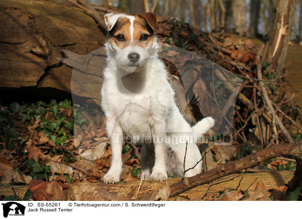 Jack Russell Terrier / Jack Russell Terrier / SS-55261