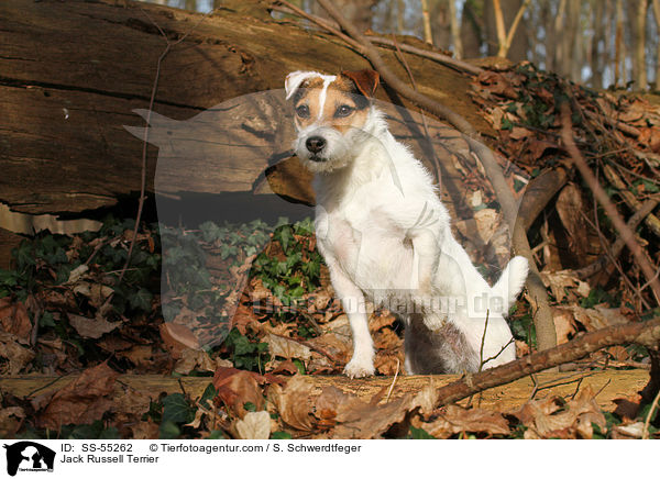 Jack Russell Terrier / Jack Russell Terrier / SS-55262