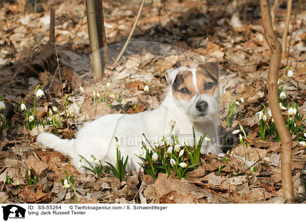 liegender Jack Russell Terrier / lying Jack Russell Terrier / SS-55264