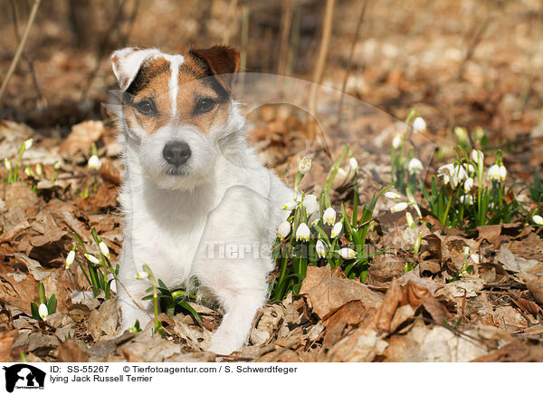 liegender Jack Russell Terrier / lying Jack Russell Terrier / SS-55267