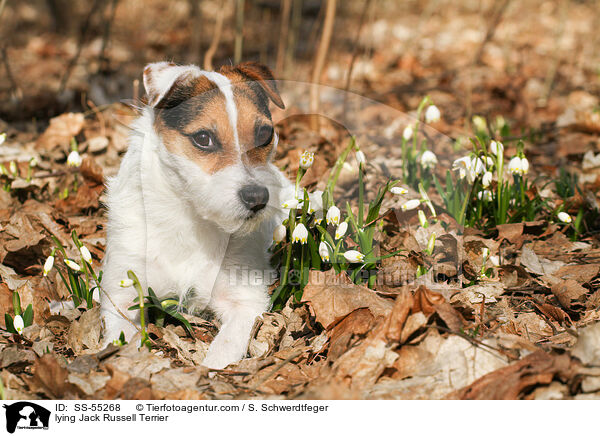 liegender Jack Russell Terrier / lying Jack Russell Terrier / SS-55268