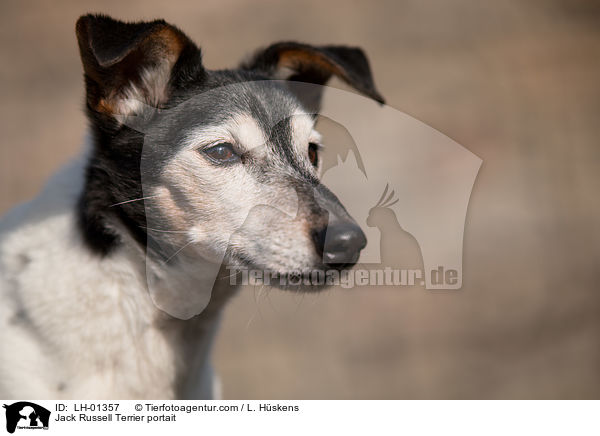 Jack Russell Terrier portait / LH-01357