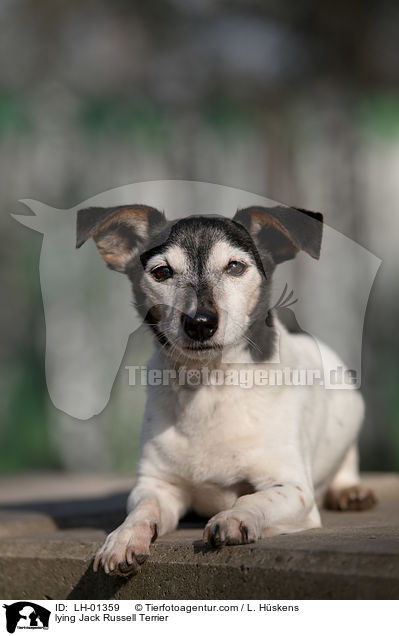 lying Jack Russell Terrier / LH-01359