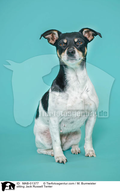 sitzender Jack Russell Terrier / sitting Jack Russell Terrier / MAB-01377
