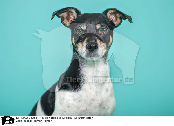 Jack Russell Terrier Portrait / Jack Russell Terrier Portrait / MAB-01385