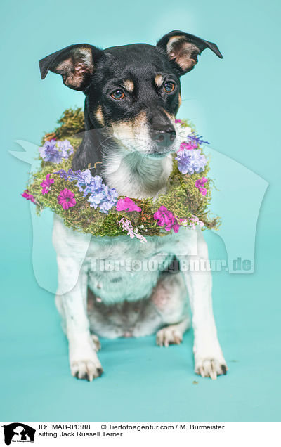 sitzender Jack Russell Terrier / sitting Jack Russell Terrier / MAB-01388