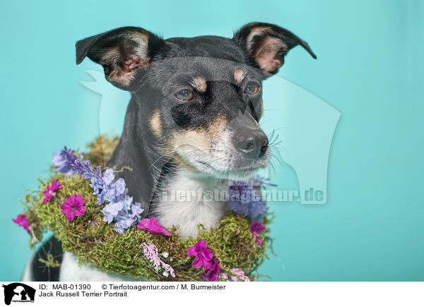 Jack Russell Terrier Portrait / Jack Russell Terrier Portrait / MAB-01390