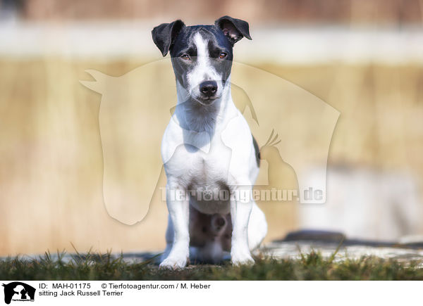 sitzender Jack Russell Terrier / sitting Jack Russell Terrier / MAH-01175