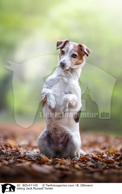 sitzender Jack Russell Terrier / sitting Jack Russell Terrier / BDI-01145