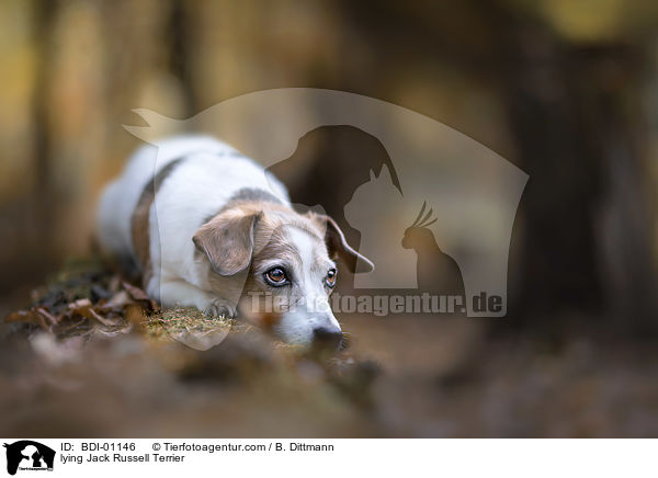 liegender Jack Russell Terrier / lying Jack Russell Terrier / BDI-01146