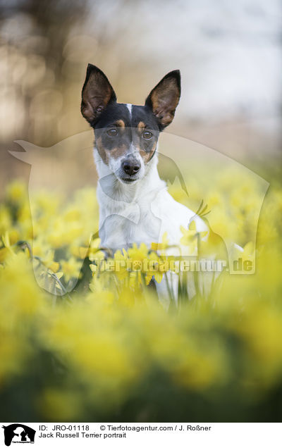 Jack Russell Terrier Portrait / Jack Russell Terrier portrait / JRO-01118