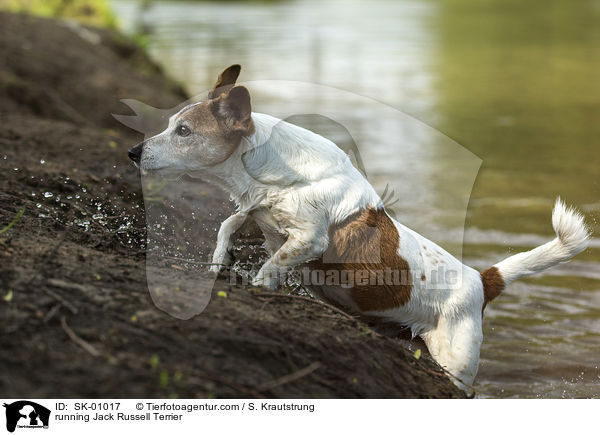 rennender Jack Russell Terrier / running Jack Russell Terrier / SK-01017