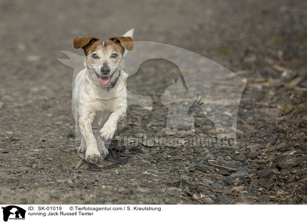 rennender Jack Russell Terrier / running Jack Russell Terrier / SK-01019