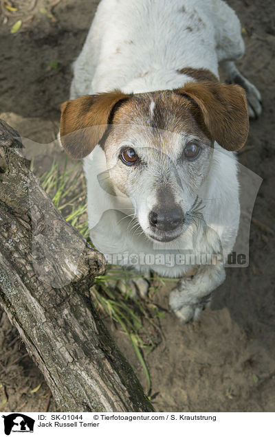 Jack Russell Terrier / Jack Russell Terrier / SK-01044