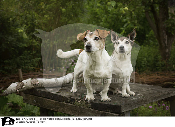 2 Jack Russell Terrier / SK-01064