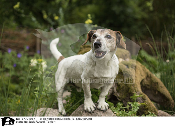stehender Jack Russell Terrier / standing Jack Russell Terrier / SK-01067