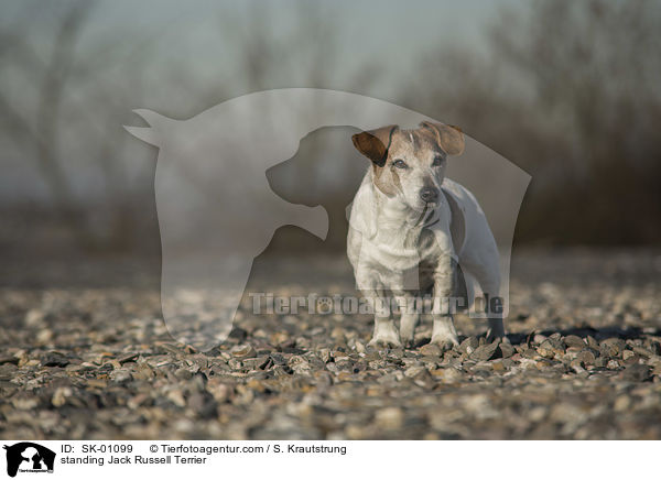 stehender Jack Russell Terrier / standing Jack Russell Terrier / SK-01099