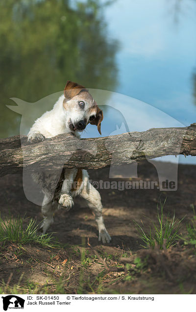 Jack Russell Terrier / Jack Russell Terrier / SK-01450