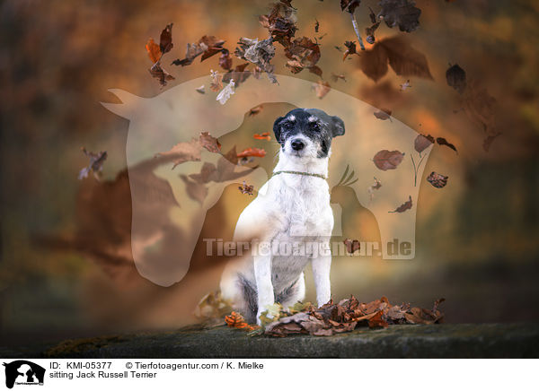 sitzender Jack Russell Terrier / sitting Jack Russell Terrier / KMI-05377