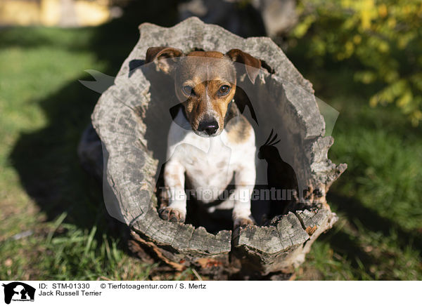 Jack Russell Terrier / Jack Russell Terrier / STM-01330
