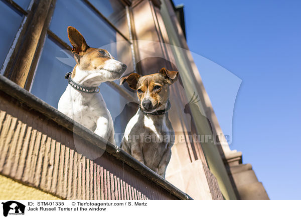 Jack Russell Terrier am Fenster / Jack Russell Terrier at the window / STM-01335