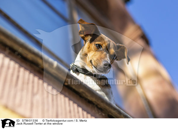Jack Russell Terrier am Fenster / Jack Russell Terrier at the window / STM-01336
