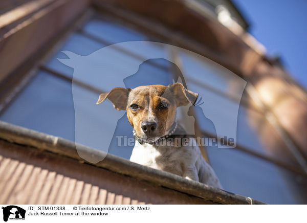 Jack Russell Terrier am Fenster / Jack Russell Terrier at the window / STM-01338