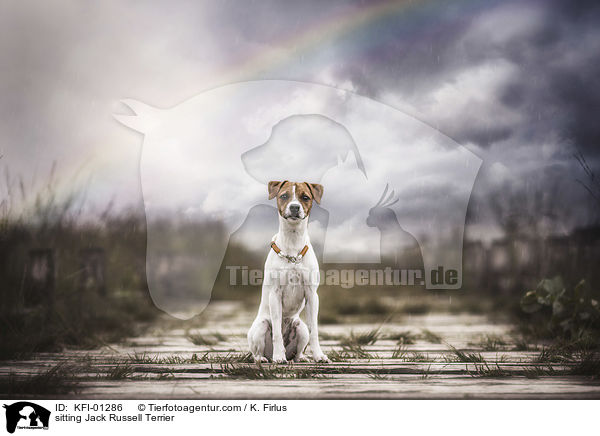 sitzender Jack Russell Terrier / sitting Jack Russell Terrier / KFI-01286