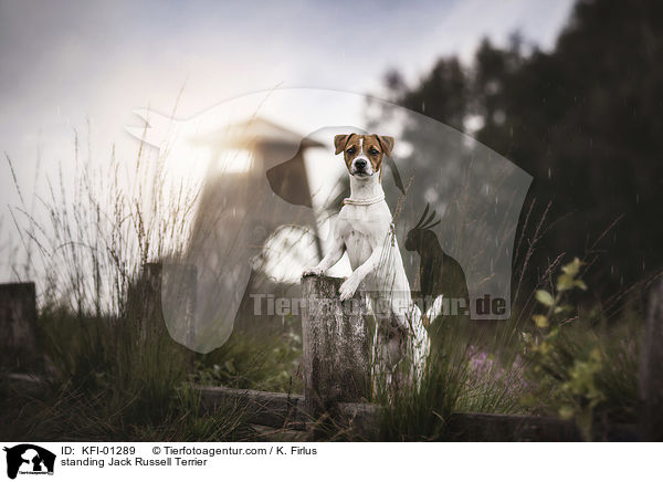 stehender Jack Russell Terrier / standing Jack Russell Terrier / KFI-01289