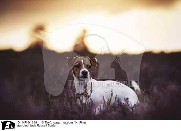 stehender Jack Russell Terrier / standing Jack Russell Terrier / KFI-01299