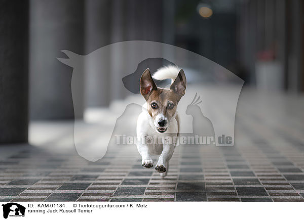 rennender Jack Russell Terrier / running Jack Russell Terrier / KAM-01184