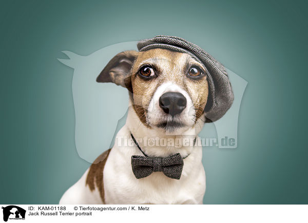 Jack Russell Terrier Portrait / Jack Russell Terrier portrait / KAM-01188