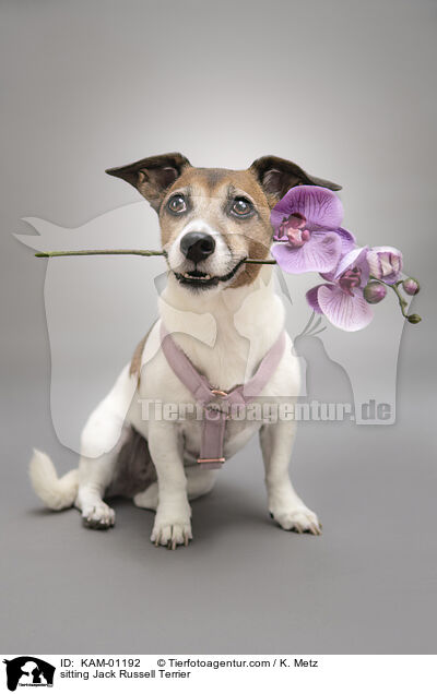 sitzender Jack Russell Terrier / sitting Jack Russell Terrier / KAM-01192