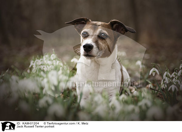 Jack Russell Terrier Portrait / Jack Russell Terrier portrait / KAM-01204