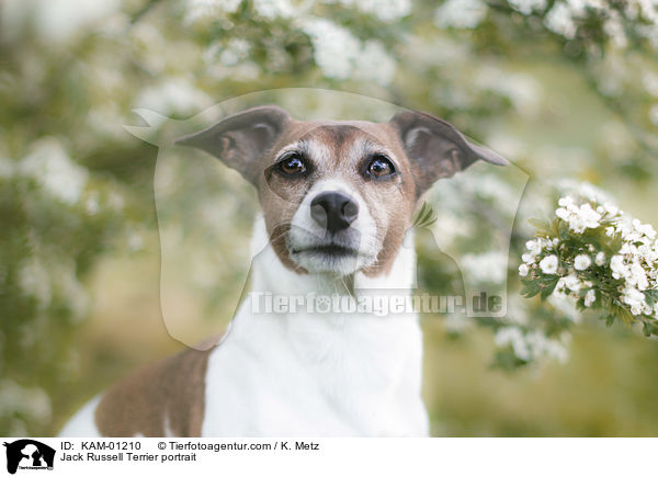 Jack Russell Terrier Portrait / Jack Russell Terrier portrait / KAM-01210