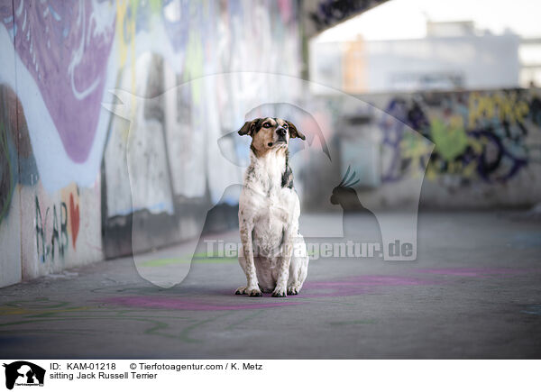 sitting Jack Russell Terrier / KAM-01218