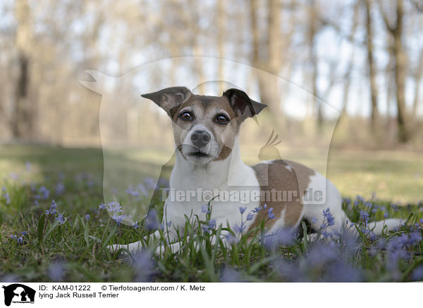 lying Jack Russell Terrier / KAM-01222