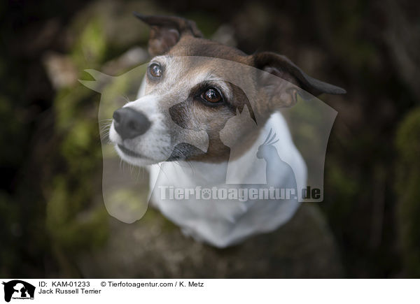 Jack Russell Terrier / KAM-01233