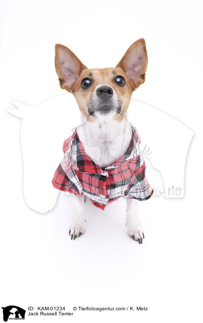 Jack Russell Terrier / Jack Russell Terrier / KAM-01234