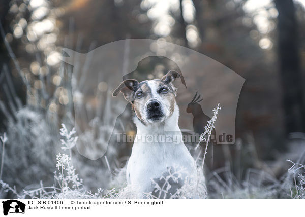 Jack Russell Terrier Portrait / Jack Russell Terrier portrait / SIB-01406