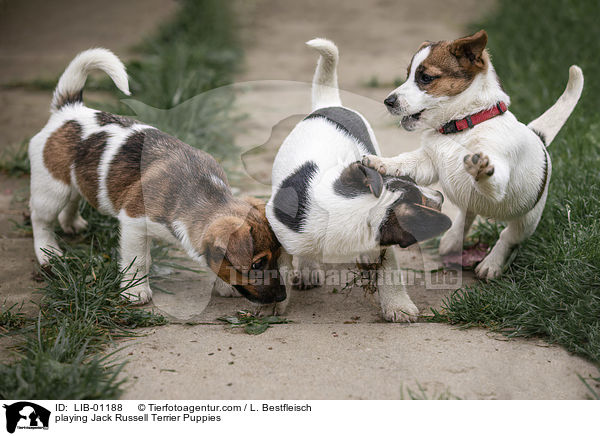 spielende Jack Russell Terrier Welpen / playing Jack Russell Terrier Puppies / LIB-01188