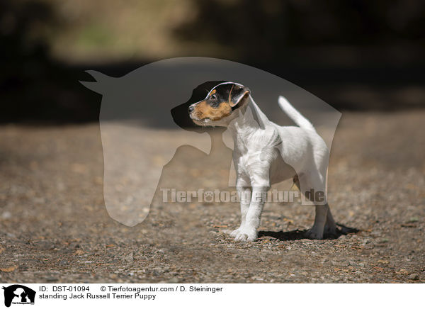 stehender Jack Russell Terrier Welpe / standing Jack Russell Terrier Puppy / DST-01094