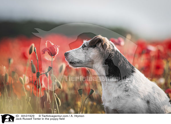 Jack Russell Terrier im Mohnfeld / Jack Russell Terrier in the poppy field / AH-01929