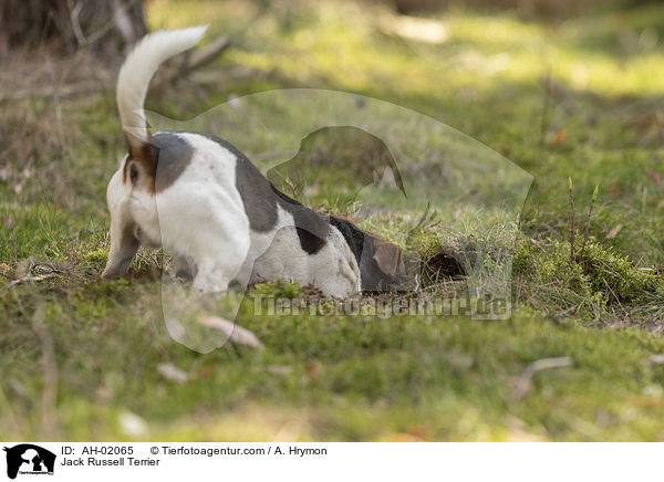 Jack Russell Terrier / Jack Russell Terrier / AH-02065