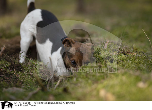 Jack Russell Terrier / AH-02068