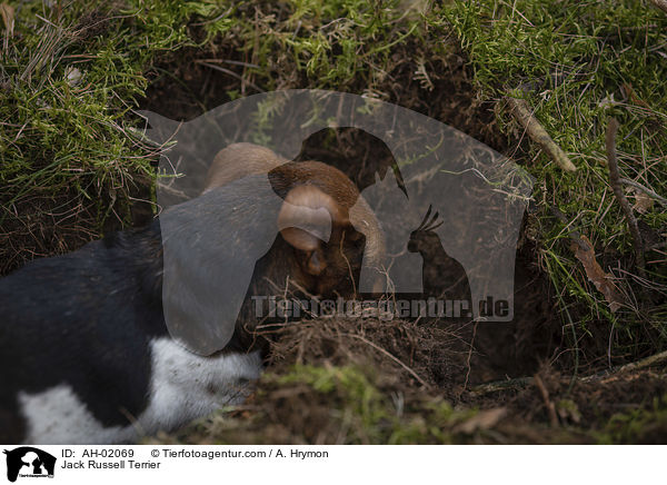 Jack Russell Terrier / AH-02069
