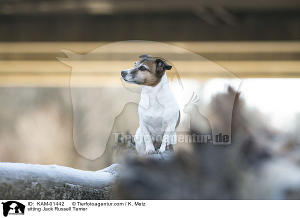 sitzender Jack Russell Terrier / sitting Jack Russell Terrier / KAM-01442